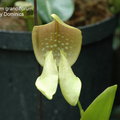 Bulbophyllum grandiflorum-1