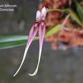 中文名稱 : 雙花豆蘭
產區 : 泰國 ,馬來亞 ,婆羅洲 ,菲律賓 ,印尼
植株大小 : 10 ~ 15公分
花徑 : 8 ~ 10公分
花期 : 夏季 ~ 秋季
花壽 : 5 ~ 7天
氣味 : 微臭
日照 : 中光
栽培難度 : 容易