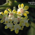 Gastrochilus japonicus