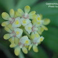 Gastrochilus japonicus-1