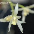 學名 : Cymbidium dayanum
中文名稱 : 鳳蘭
產區 : 台灣 ,越南 ,錫金 ,馬來亞 ,蘇門達臘 ,菲律賓
植株大小 : 30 ~ 80公分
花徑 : 5 ~ 7公分
花期 : 夏季 ~ 秋季
花壽 : 10 ~ 15天
氣味 : 無
日照 : 強光
栽培難度 : 容易