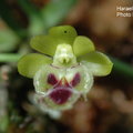 Haraella retrocalla