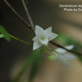 Dendrobium leptocladum