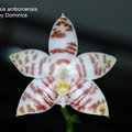 Phalaenopsis amboinensis