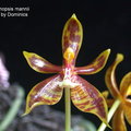 Phalaenopsis mannii