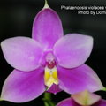 Phakaenopsis violacea var. sumatra