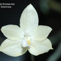 Phalaenopsis floresensis