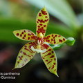 Phalaenopsis pantherina