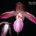 Paph.(micranthum x rothschildianum)