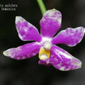 Phalaenopsis pulchra