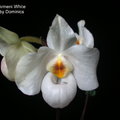 Paph. Armeni White