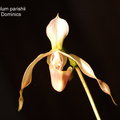 Paphiopedilum parishii