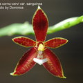 Phalaenopsis cornu-cervi var. sanguinea