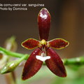 Phalaenopsis cornu-cervi var. sanguinea-1