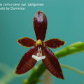 Phalaenopsis cornu-cervi var. sanguinea-2