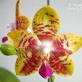 P. Orchid World