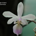 Phalaenopsis lindenii-2