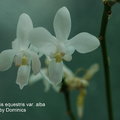 Phalaenopsis equestris var. alba