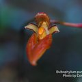 異名:Bulbophyllum longibrachiatum
中文名稱:長臂捲瓣蘭
產區:中國,越南
植株大小:10 ~ 17公分
花徑:4.5 ~ 5公分
花期:秋季 ~ 冬季
花壽:7 ~ 10天
氣味:微臭
日照:中光
栽培難度:容易