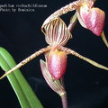 Paphiopedilum rothschildianum-1