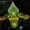 Paphiopedilum venustum