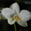 Phalaenopsis aphrodite