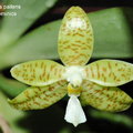 Phalaenopsis pallens-2