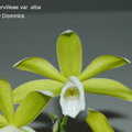 Phaius tankervilleae var. alba-1