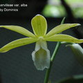 Phaius tankervilleae var. alba