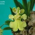 異名 :Oncidium pusillum
中文名稱:扇葉文心
產區 : 尼加拉瓜 ,秘魯 ,特裏尼達 ,委內瑞拉 ,蘇里南 ,圭亞那
植株大小 : 2.5 ~ 3.5公分
花徑 : 2.5公分
花期 : 不定
花壽 : 7 ~ 9天
氣味 : 淡香
日照 : 中光
栽培難度 : 容易
