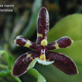 Phalaenopsis mannii -1