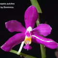 Phalaenopsis pulchra-1