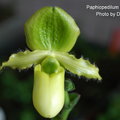 Paphiopedilum primulinum