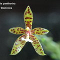 Phalaenopsis pantherina-1