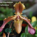 Paphiopedilum hirsutissinum