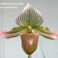 Paphiopedilum lawrenceanum