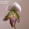 Paphiopedilum sublaeve