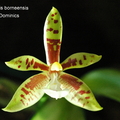 Phalaenopsis borneensis -1