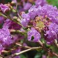 紫葳，紫色，拍攝於秋園盆栽中心