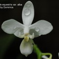 Phalaenopsis equestris var. alba-1