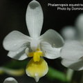 Phalaenopsis equestris var. aurea-1