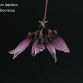 Bulbophyllum lepidum