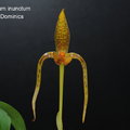 Bulbophyllum inunctum