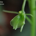 中文名稱 : 銀鈴蟲蘭 ,溪頭羊耳蒜 ,心葉羊耳蒜產區 : 台灣植株大小 : 4 ~ 15公分花序 : 花莖自新葉中抽出 ,總狀花序 ,每一花序著花約 10 ~ 40 朵花朵 : 花徑約 2公分 ,花亮綠色 ,有透明感花期 : 中秋 ~ 冬初