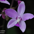 紫花苞舌蘭（學名：Spathoglottis plicata），屬於蘭科苞舌蘭屬，又名紫苞舌蘭、紅頭苞舌蘭、紅頭紫蘭、蘭嶼紫蘭、褶葉苞舌蘭，是一種生長於亞洲熱帶和亞熱帶至東加、薩摩亞等太平洋西岸地區的地生蘭，是苞舌蘭屬的模式種。

