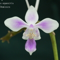 Phalaenopsis equestris-4