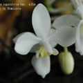 Phalaenopsis equestris var. alba-2