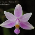 學       名 : Phalaenopsis violacea

中文名稱 : 螢光蝴蝶蘭

產       區 : 馬來半島 ,蘇門達臘 ,明達威

植株大小 : 15 ~ 35公分

花       徑 : 4.5 ~ 6公分

花       期 : 夏季 ~ 秋季

花       壽 : 30 ~ 40天

氣       味 : 濃香

日       照 : 弱光 ~ 中光

栽培難度 : 容易
