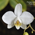 Phalaenopsis aphrodite-1