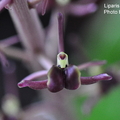 Liparis formosana 寶島羊耳蒜

地生蘭 ;莖長 15公分左右 ;葉廣橢圓形 ,有波折 ;花莖頂生 ;約開 10 ~ 60朵小花 ,花紅褐色 ,花期 3 ~ 5月 ;栽培條件可用蛇木屑混合泥炭土盆栽 ,宜多加遮蔭 ,喜溫濕的環境 .

